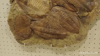 古生物博物馆的三叶虫化石